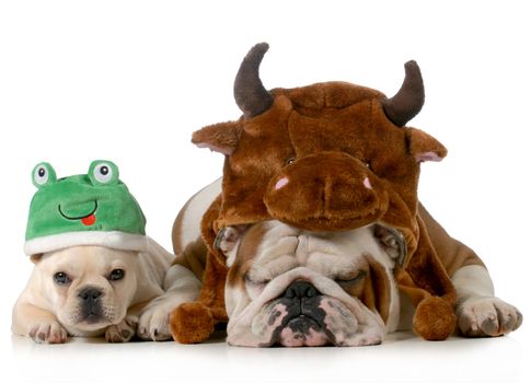 english bulldog and french bulldog dressed up like bull and frog isolated on white background
