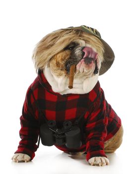 hunting dog - english bulldog smoking cigar and wearing binoculars and hunting sweater isolated on white background