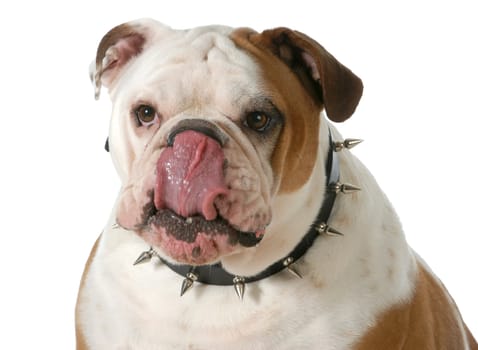 dog licking lips - english bulldog licking lips isolated on white background