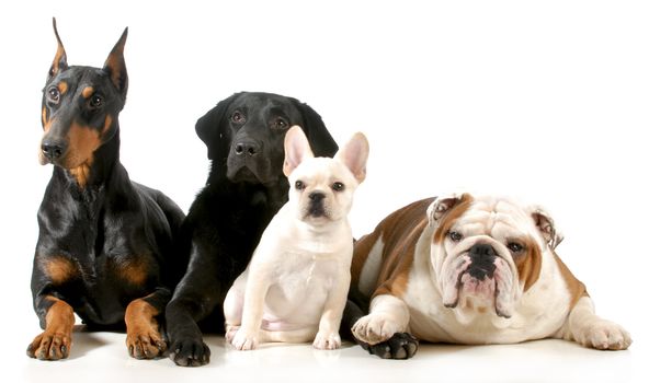 four different breeds of dogs laying together isolated on white background
