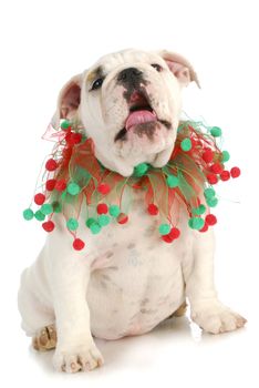 christmas puppy singing sitting isolated on white background - english bulldog