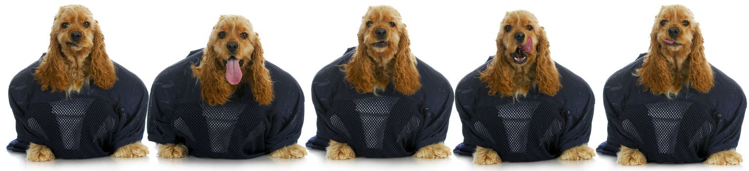 sports hounds - line up of cocker spaniels wearing football jerseys isolted on white background