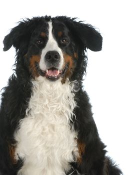 bernese mountain dog looking at viewer isolated on white background