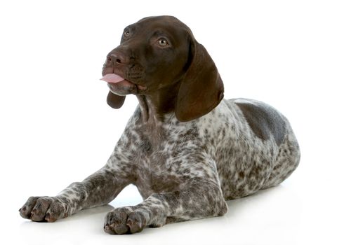 funny dog - german shorthaired pointer sticking tongue out isolated on white background