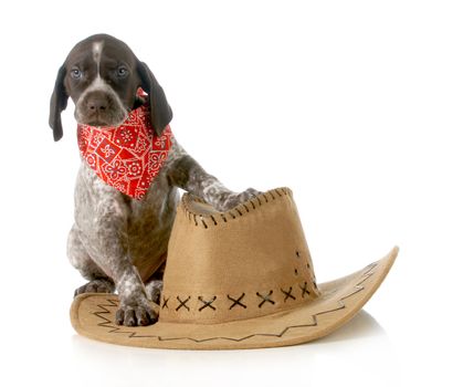 country dog - german shorthaired pointer sitting beside western hat isolated on white background - 5 weeks old