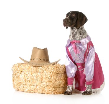 country dog - german shorthaired pointed female dressed up like a cowgirl on white background