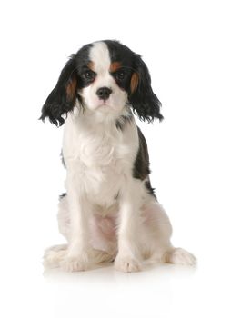 cavalier king charles spaniel male puppy sitting looking at viewer on white background - five months old