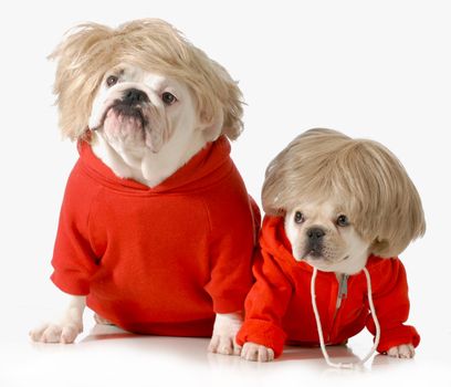 cute dogs wearing exercise clothing isolated on white background - english and french bulldogs