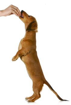 Cute dog standing on two legs begging food - isolated on white