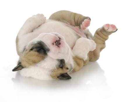 newborn puppy - english bulldog puppy - 3 weeks old