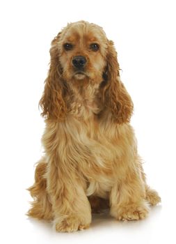 cocker spaniel sitting looking at viewer isolated on white background