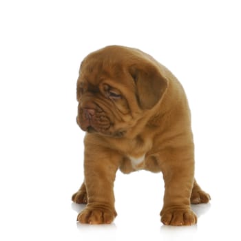 dogue de bordeaux puppy - 4 weeks old