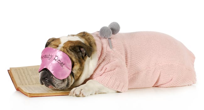 falling asleep reading - english bulldog with boring book isolated on white background