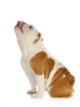 cute puppy - english bulldog puppy licking nose isolated on white background