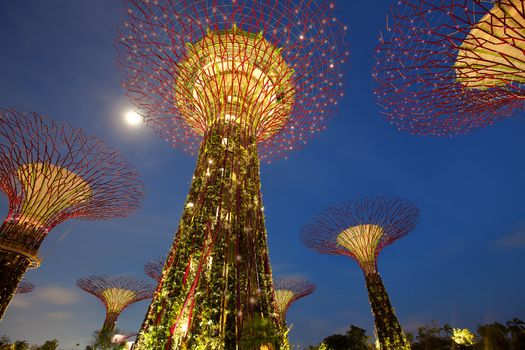 SINGAPORE - JANUARY 23: Night view of Supertree Grove at Gardens by the Bay on January 23, 2013 in Singapore. Spanning 250 acres of reclaimed land in central Singapore, adjacent to the Marina Reservoir.