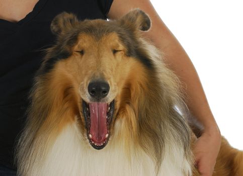 dog yawning - bond between woman and dog