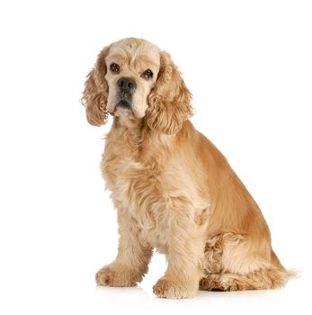 senior dog - american cocker spaniel sitting isolated on white background