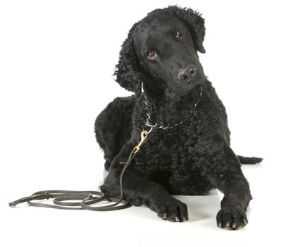 curly coated retriever on a leather leash and choke collar isolated on white background