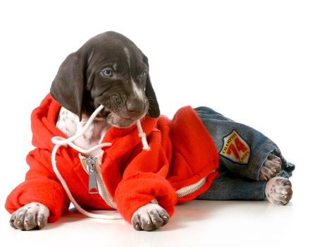 cute puppy- german short haired pointer puppy wearing clothing isolated on white background