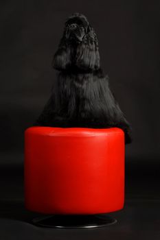 cocker spaniel sitting on a red stool on a black background