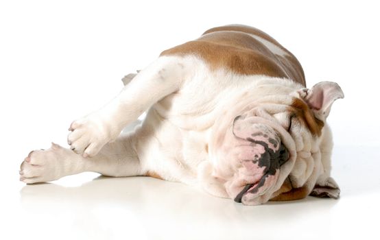 dog sleeping - english bulldog laying on side with eye closed isolated on white background