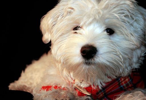 Maltese puppy, 4 months old in front of black background
