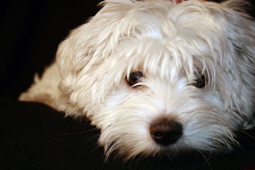 Maltese puppy, 4 months old in front of black background
