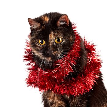 Portrait of a festive cat on a white background