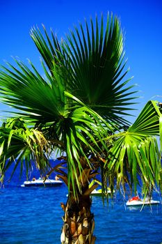 Small palm tree on sea coast