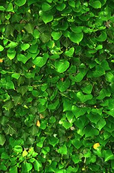 Green wall of Ivy leaves