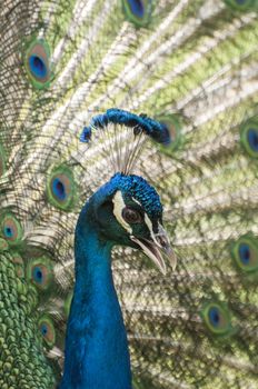 Portrait of beautiful peacock with feathers out