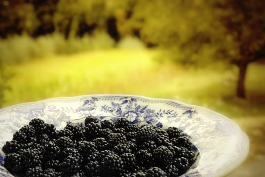 blackberries on a plate country setting background