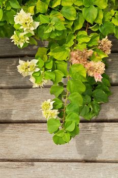 Beautiful Lagerstroemia with Shadow closeup on Wood Boards background