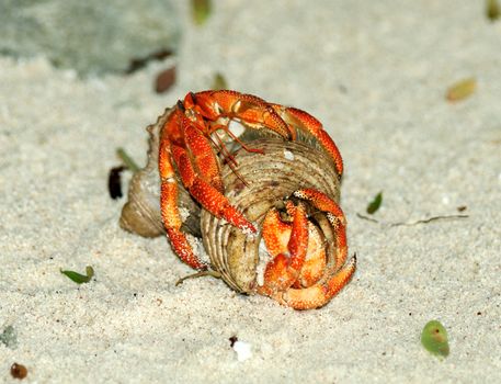 Couple of Beautiful Orange Hermit Crab Copulation on Natural Ocean Coast background