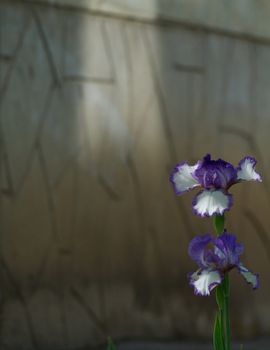 Two Purple and White Iris Blooms on Stone Wall background