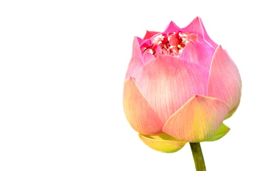 Blooming lotus on white background