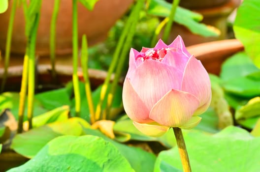 Blooming lotus