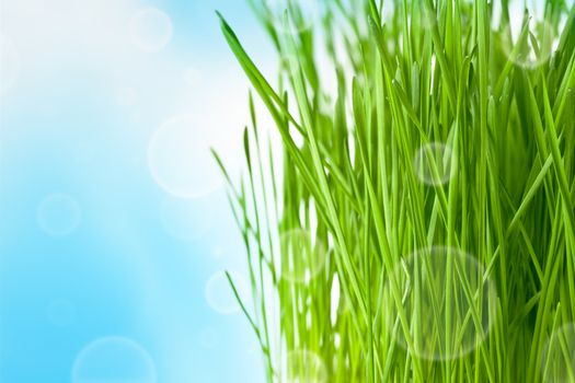 Spring background with abstract bokeh, natural grass and sky