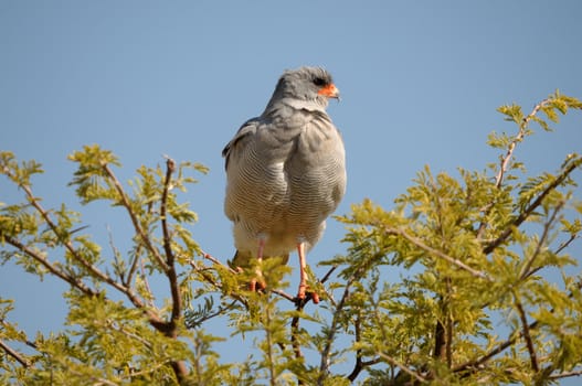 Southern Pale Chanting Goshawk, Melierax canorus, Etosha National Park, Namibia