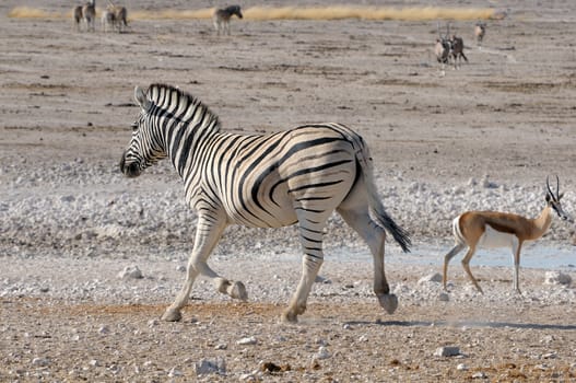Lonely Zebra running, Etosha National Park, Namibia