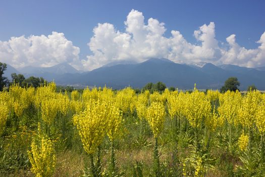 Yellow field of mullein with Pirin mountains in Bulgaria at the background, shot over blue sky with bright white clouds.