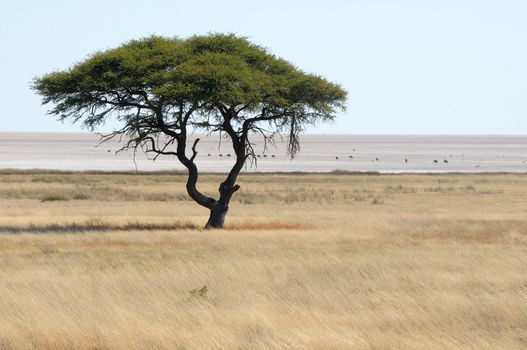 Lonely tree landscape at the Etosha Pan