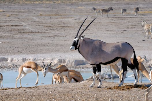 Two Sprinbok fighting and Orix (Gemsbok), Nebrownii waterhole, Etosha National Park, Namibia