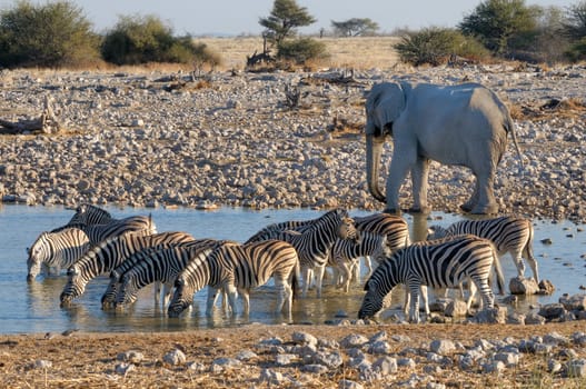 Elephant and zebras at Okaukeujo in the Etosha National Park, Namibia