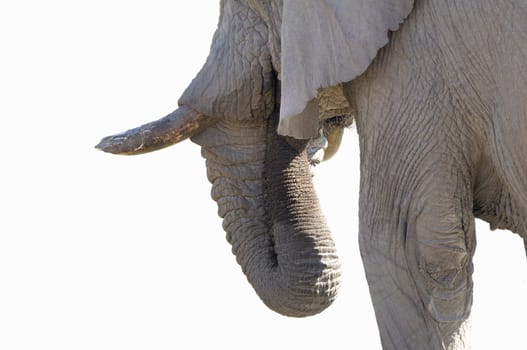 Elephant isolated on white background