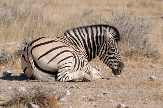 Lonely Zebra lying down, Etosha National Park, Namibia