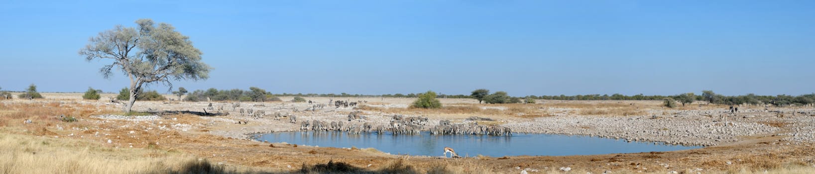 Panorama from four photos of Okaukeujo waterhole, Etosha National Park, Namibia