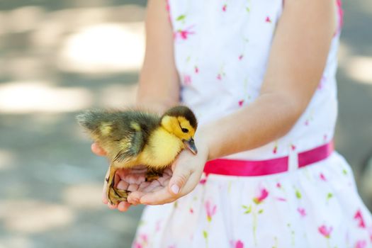 little duck in hands of the child