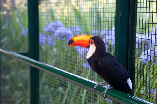 beautiful toucan on the fence