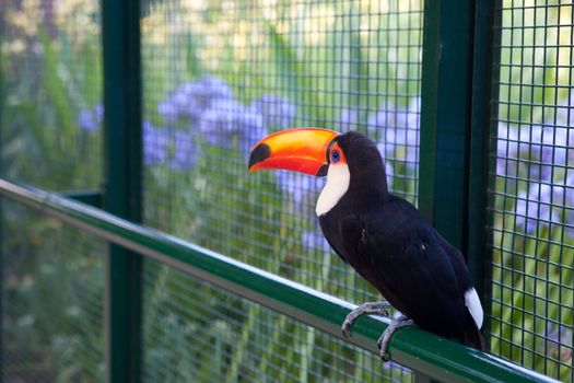 beautiful toucan on the fence